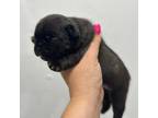 French Bulldog Puppy for sale in Durant, OK, USA