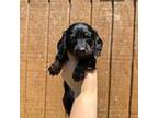 Dachshund Puppy for sale in Durant, OK, USA