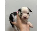 Miniature Australian Shepherd Puppy for sale in Durant, OK, USA