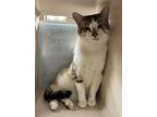 Adopt Cassandra a Domestic Shorthair / Mixed cat in Lincoln, NE (41469696)
