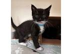 Adopt Nermal a Domestic Shorthair / Mixed cat in Atascadero, CA (41469694)