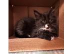 Adopt Penelope a Domestic Mediumhair / Mixed cat in Atascadero, CA (41469693)