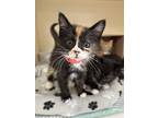 Adopt Arlene a Domestic Shorthair / Mixed cat in Atascadero, CA (41469692)