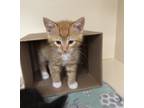 Adopt Garfield a Domestic Shorthair / Mixed cat in Atascadero, CA (41469691)