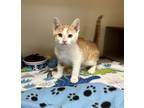Adopt Woody a Domestic Shorthair / Mixed cat in Atascadero, CA (41469690)