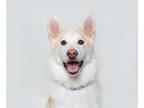 Adopt Jasper a Siberian Husky / Mixed dog in San Luis Obispo, CA (41469689)