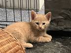 Adopt Simba a Tan or Fawn Tabby American Shorthair / Mixed (short coat) cat in