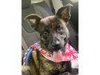 Adopt Zeker a Brindle Dutch Shepherd / Mixed dog in Sunderland, MD (41469686)