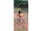 Adopt Ruger a Brown/Chocolate - with Black Foxhound / Mixed dog in Appomattox