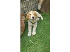 Adopt Lucy a White - with Tan, Yellow or Fawn Great Pyrenees / Australian