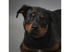Adopt Sally a Shepherd (Unknown Type) / Rottweiler / Mixed dog in Houston