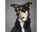 Adopt Jennifer a Shepherd (Unknown Type) / Siberian Husky / Mixed dog in