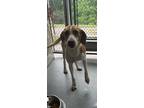 Adopt Olivia a Tan/Yellow/Fawn - with White Hound (Unknown Type) / Mixed dog in