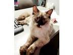 Adopt Yerba a Siamese / Mixed cat in Topeka, KS (41469680)
