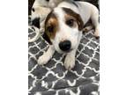 Adopt Grimes a Tricolor (Tan/Brown & Black & White) Beagle / Mixed dog in