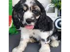 Cocker Spaniel Puppy for sale in Neosho, MO, USA