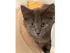Adopt Annabeth a Gray, Blue or Silver Tabby Domestic Longhair (long coat) cat in