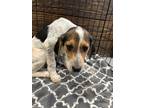 Adopt Dixon a Tricolor (Tan/Brown & Black & White) Beagle / Mixed dog in