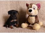 Adopt Puma a Black - with Tan, Yellow or Fawn Jack Russell Terrier / Golden