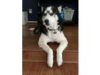Adopt Jack London a Black - with White Husky / Mixed dog in Arlington