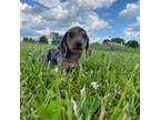 Dachshund Puppy for sale in Lexington, KY, USA