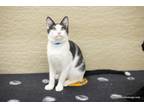 Adopt Ozzy a Black & White or Tuxedo Domestic Shorthair (short coat) cat in