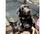 Adopt Tico a Black Spaniel (Unknown Type) / Mixed dog in Oakland, CA (41454619)
