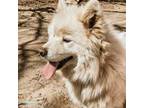 Samoyed Puppy for sale in Manistee, MI, USA
