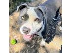 Adopt Dandy a White American Pit Bull Terrier / Mixed dog in Oakland