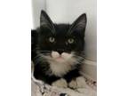 Adopt Kitten 25686 (Eloise) a Maine Coon (medium coat) cat in Parlier