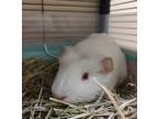Adopt Eggs a Guinea Pig small animal in Vancouver, WA (41469671)