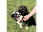 Adopt Chevy a Australian Shepherd / Mixed dog in Vancouver, WA (41457089)