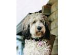 Adopt Garth Brooks a Tricolor (Tan/Brown & Black & White) Bernedoodle / Mixed