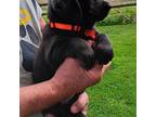 Labrador Retriever Puppy for sale in Newark, OH, USA