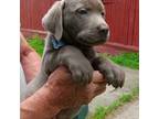 Labrador Retriever Puppy for sale in Newark, OH, USA