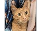 Adopt Martina a Domestic Shorthair / Mixed cat in Silverdale, WA (41469665)