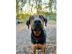 Adopt Dunder a Black - with Tan, Yellow or Fawn Doberman Pinscher / Mixed dog in