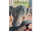 Adopt Thunder a Gray/Blue/Silver/Salt & Pepper Doberman Pinscher / Mixed dog in