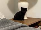 Adopt Eclipse a All Black American Shorthair / Mixed (short coat) cat in