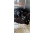 Adopt Chester a Domestic Mediumhair / Mixed (short coat) cat in Tool