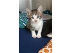 Adopt Button a Domestic Shorthair / Mixed (short coat) cat in Tool