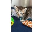 Adopt Beau a Domestic Shorthair / Mixed (short coat) cat in Tool, TX (41469651)