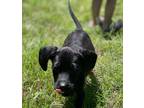 Adopt Aila (aka Raven) a Labrador Retriever / Mixed Breed (Medium) / Mixed dog