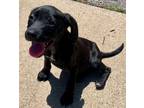 Adopt Aila (aka Raven) a Labrador Retriever / Mixed Breed (Medium) / Mixed dog