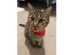 Adopt Curtic a Brown Tabby American Shorthair / Mixed (short coat) cat in