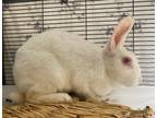 Adopt Kale (mcas) a Florida White / Mixed (short coat) rabbit in Troutdale