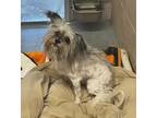 Adopt Mateo (mcas) a Shih Tzu / Mixed dog in Troutdale, OR (41469649)