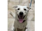 Adopt Sophia (finder) a Labrador Retriever / Shepherd (Unknown Type) / Mixed dog