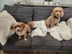 Adopt Fenway and Sox a Tan/Yellow/Fawn - with White Goldendoodle / Lhasa Apso /