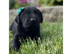 Labrador Retriever Puppy for sale in Quincy, MI, USA